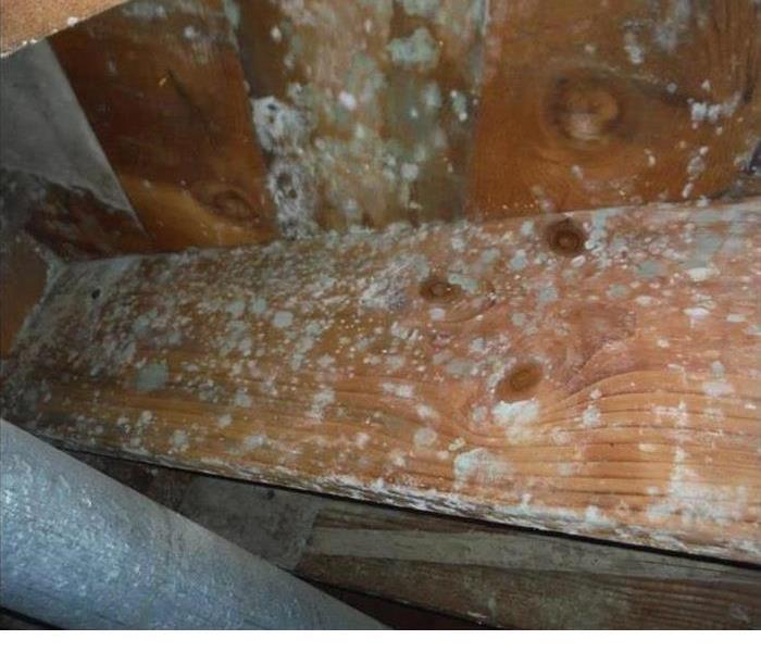 Mold in ceiling